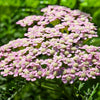 50 LOVE PARADE YARROW Achillea Sibirica ssp. Camtschatica aka Kamchatka & Siberian Yarrow Pale Pink Flower Seeds