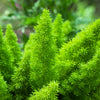 10 EMERALD ASPARAGUS FERN A. Densiflorus Mazeppa Houseplant Flower Seeds