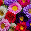 Powder Puff Aster Seeds – Mix Callistephus Chinensis Flower