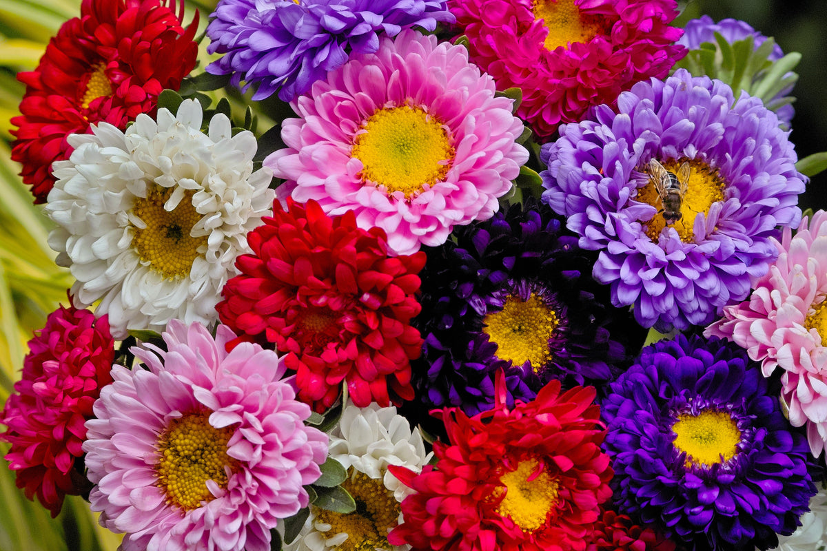 Powder Puff Aster Seeds – Mix Callistephus Chinensis Flower