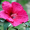 25 Grenache Vintage Hot PINK HARDY HIBISCUS Hibiscus Moscheutos Flower Seeds