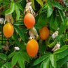 10 Blue Crown PASSION FLOWER / Passion FRUIT Passiflora Caerulea Orange Fruit Vine Seeds