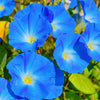 Mixed Colors Morning Glory Seeds – Ipomoea Purpurea Vine Flower – photo 9