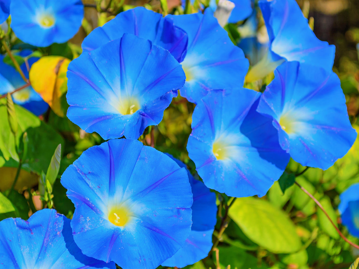 Mixed Colors Morning Glory Seeds – Ipomoea Purpurea Vine Flower – photo 9