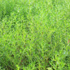 75 SALTWORT Okahijiki Japanese Greens Salsola Komarovii Leaf Vegetable Seeds