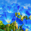 50 Heavenly BLUE MORNING GLORY Ipomoea Tricolor Vine Flower Seeds