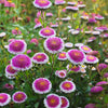 50 HI No MARU ASTER Double Red & White Callistephus Pompon Flower Seeds