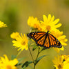 Yellow Compass Plant Seeds – Silphium Laciniatum Prairie Compassplant 4" Flower