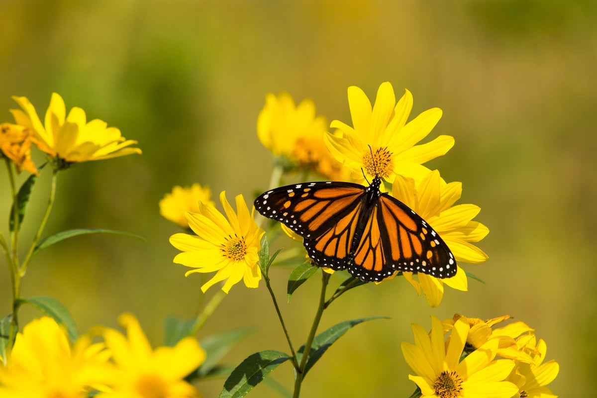 Yellow Compass Plant Seeds – Silphium Laciniatum Prairie Compassplant 4" Flower