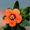 100 SCARLET PIMPERNEL (Adders Eyes) Anagallis Arvensis Flower Seeds