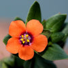 100 BLUE & SCARLET PIMPERNEL Anagallis Monellii Anagallis Arvensis Flower Seeds