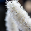 50 BLACK COHOSH Bugbane Actaea Racemosa Cimicifuga Bugbane Snakeroot Native White Shade Flower Herb Seeds