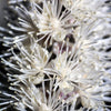 50 BLACK COHOSH Bugbane Actaea Racemosa Cimicifuga Bugbane Snakeroot Native White Shade Flower Herb Seeds