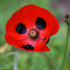 150 Red LADYBIRD POPPY Papaver Commutatum Scarlet Black Flower Seeds