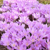 10 AUTUMN CROCUS Colchicum Autumnale Meadow Saffron Flower Seeds