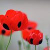 150 Red LADYBIRD POPPY Papaver Commutatum Scarlet Black Flower Seeds