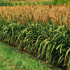 50 HONEY DRIP SORGHUM Bicolor Honey Drop Syrup Grain Vegetable Seeds