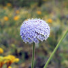 Organic Blue Lace Flower Seeds –