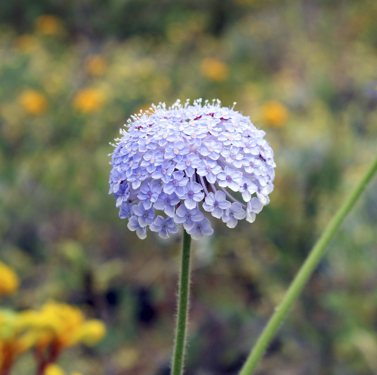 Organic Blue Lace Flower Seeds –