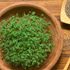 1000 CHIA SAGE / SALVIA Salvia Hispanica Flower Seeds