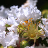 35 WHITE CREPE MYRTLE Lagerstroemia Indica Flowering Shrub Bush Small Tree Seeds