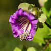 5 CUP & SAUCER VINE Cathedral Bells Cobaea Scandens Climber Purple Hummingbird Flower Seeds
