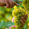 Green (Dessert / Table) Grape Vitis Vinifera Fruit Vine Seeds – photo 2