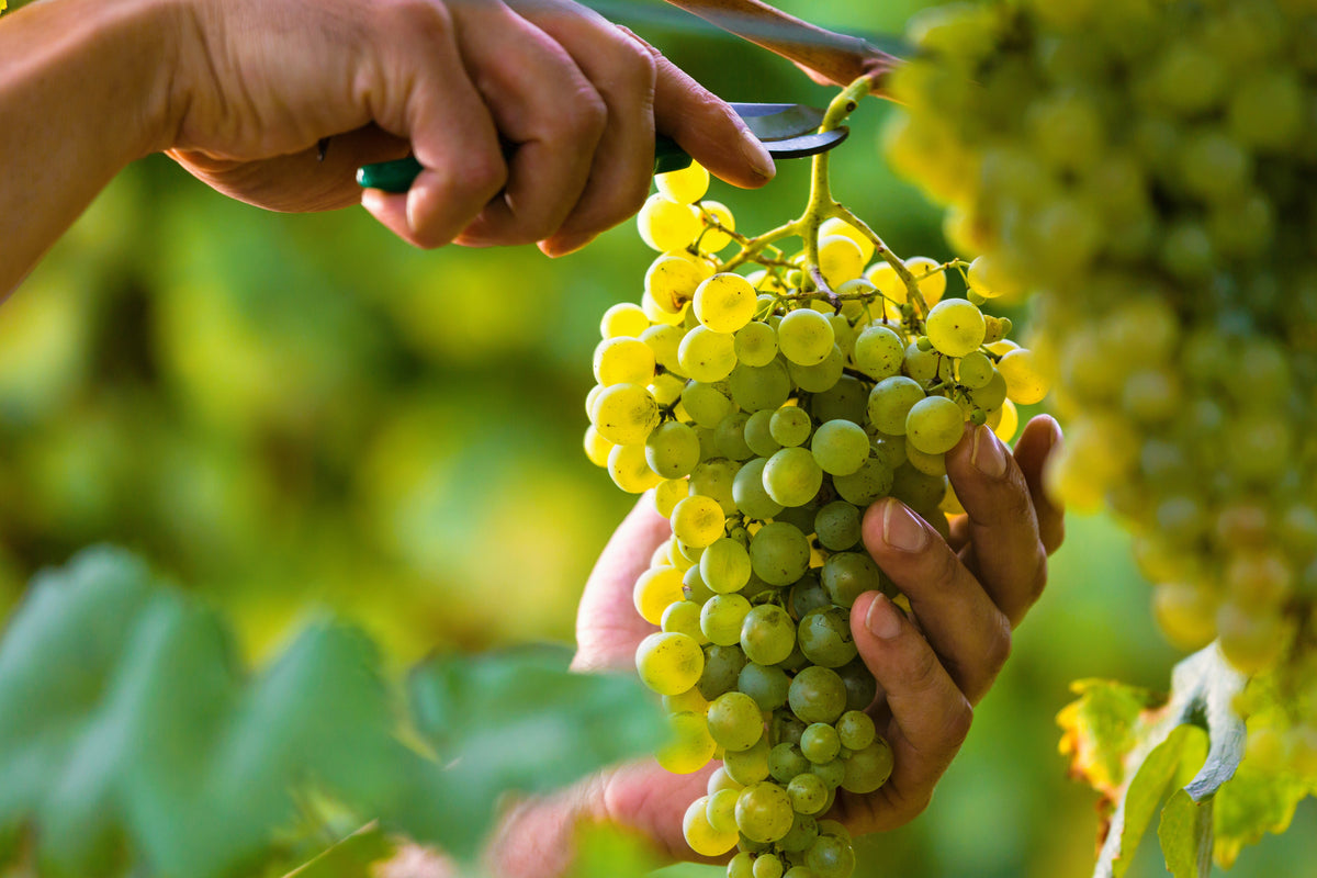 Green (Dessert / Table) Grape Vitis Vinifera Fruit Vine Seeds – photo 2