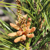 10 Japanese BLACK PINE TREE Evergreen Pinus Thunbergii Seeds