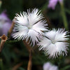 Fringed Pinks Dianthus Seeds – Superbus Flower – photo 10
