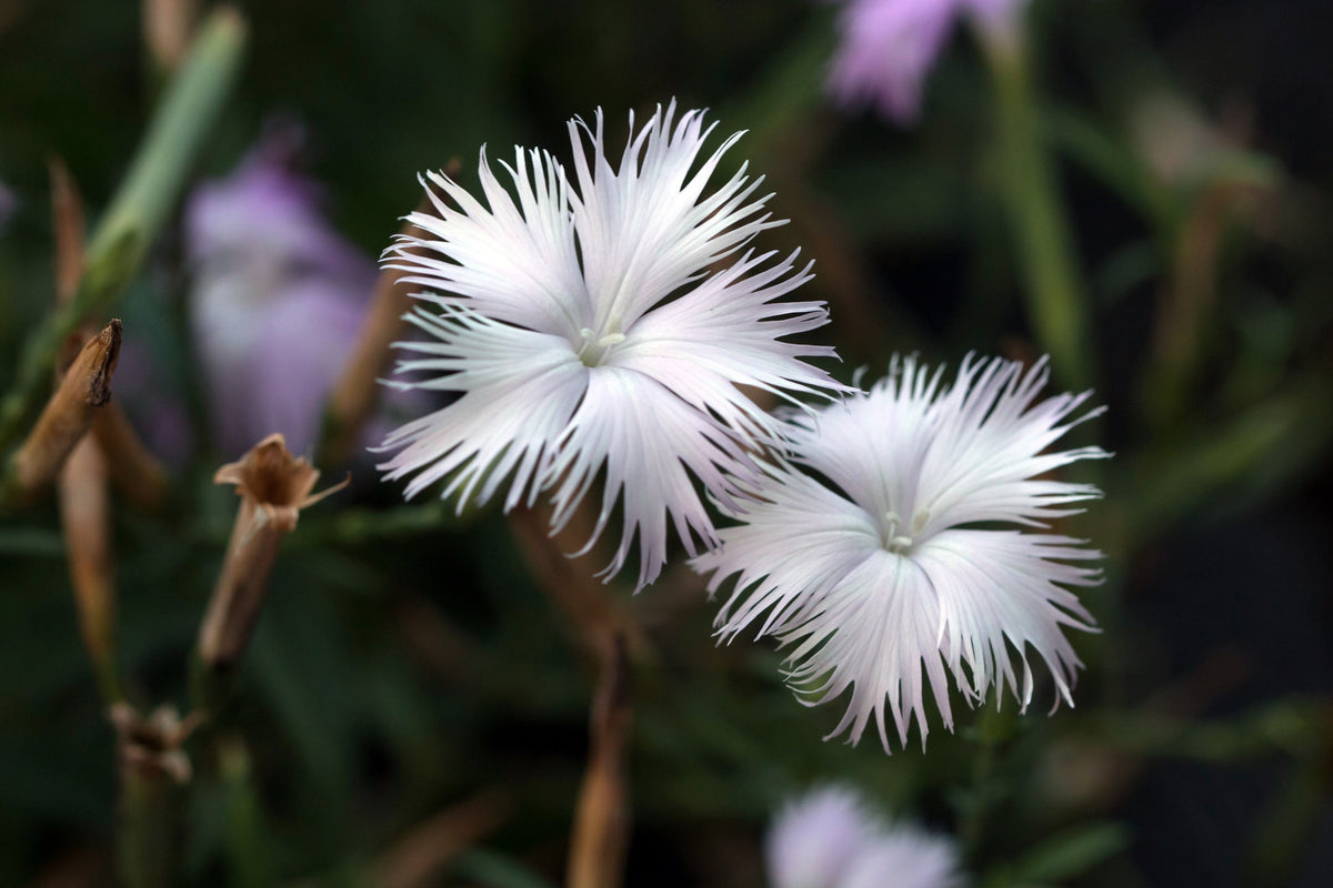 Fringed Pinks Dianthus Seeds – Superbus Flower – photo 10