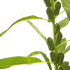 1500 BLACK SESAME Sesamum Indicum Vegetable Flower Seeds