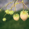 100 WHITE SOUL STRAWBERRY Fragaria Vesca Fruit Flower Berry Seeds