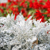 300 SILVERDUST DUSTY MILLER Cineraria Maritima Jacobaea Senecio Flower Seeds
