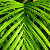 15 PARLOR PALM Neanthe Bella Palm Chamaedorea Elegans Tree Houseplant Seeds
