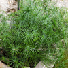 50 UMBRELLA PALM TREE Cyperus Involucratus Papayrus Sedge Seeds