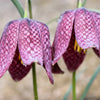 10 CHECKER LILY Fritillaria Affinis Chocolate Mission Bells Flower Seeds