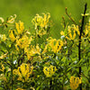 10 YELLOW GLORIOSA LILY Flame Lily Gloriosa Lutea Flower Vine Seeds