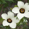 10 SIMPLY LOVE HIBISCUS (Flower of the Hour / Baldder Hibiscus) Hibiscus Trionum Flower Seeds