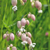 100 MAIDENSTEARS Silene Vulgaris aka Bladder Campion Maidens Tears Pink & White Flower Seeds