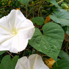 50 MOONFLOWER MORNING GLORY White Moon Flower Ipomoea Alba Flower Vine Seeds
