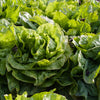 250 SUGAR LOAF ENDIVE Radicchio Escarole Cichorium Intybus Green Vegetable Seeds