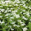 10 RAMSONS / WILD Bear GARLIC Allium Ursinum Vegetable Herb White Flower Seeds