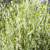 1500 WHITE Blossom SWEET CLOVER Melilotus Officinalis Alba Albus Sweetclover Honey Clover Flower Seeds
