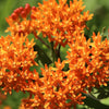 30 ORANGE BUTTERFLY MILKWEED Asclepias Tuberosa Flower Seeds