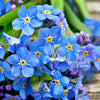 500 Blue FORGET ME NOT Myosotis Sylvatica Shade or Sun Perennial Flower Seeds
