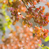 10 CHINESE FLAME TREE Koelreuteria Bipinnata Lantern Rain Yellow Pink Flower Seeds
