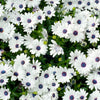 50 WHITE AFRICAN Cape DAISY Dimorphotheca Sinuata Flower Seeds