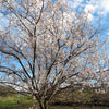5 COMMON APRICOT Fruit Tree Prunus Armeniaca White Pink Flower Seeds