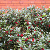 40 ENGLISH HOLLY Ilex Aquifolium aka European Common or Christmas Holly Evergreen Tree Shrub Berry Seeds